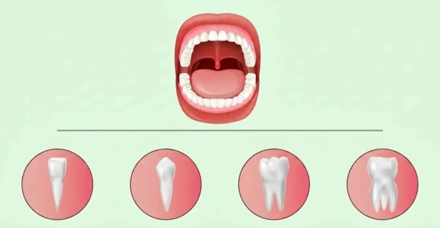 are teeth part of the integumentary system 2